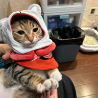 ��è�����ϴ��˵�С�·�������֫������֤����һ��