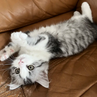 ��������ĺܿɰ���Ư��