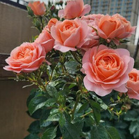 �۾��������֭��̨��ɶˮƽ