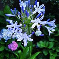 �������ĳ�������