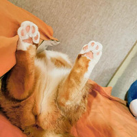 ������Ӿ��ǲ���è���Ҽ�С��