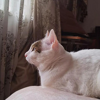 ����ҿ�����������ɰ���С��è