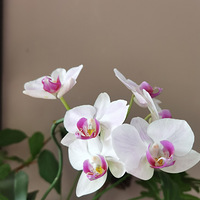 ����Ŀ����Ǻ���������