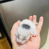 ��èͷ�ϵĺ�ë������ʱ��������ʧ