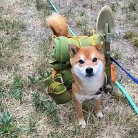ͽ·Ƽнкɫ