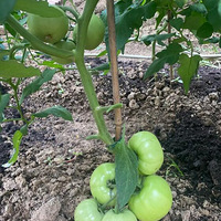 �ҵĲ�԰����Ҫ�������