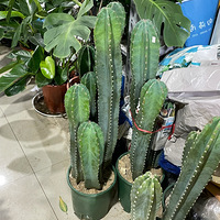 ���С�ɭ�֡� ��ɣ����� ��������ϲ���ĵط���