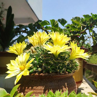 �������򿪵�̫����