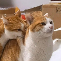 �� ���˵ĺ�Ƥ��