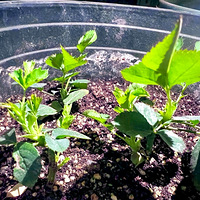 ����ȥ��������Ǥ��ɻ�Ĺ�֭��̨