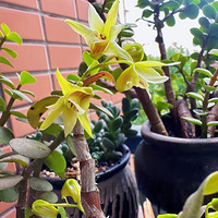 ����ʯ����