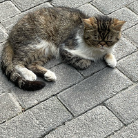 ���ϳ�������һֻ���˵ļӷƴ���Ҫ��Ҫ�ձడ��