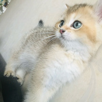 ����ľ���һ�����