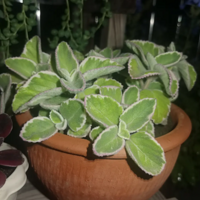 ÿ���°�ͳ����ڻ���������