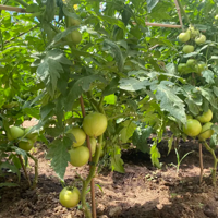 �ҷ��ֲ���ҩ����������ĺ�ú��������ȵû�����л��