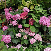 �ڶ�����������