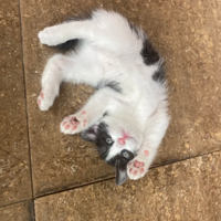 �ҵ�С֥������̫Ƥ�ˣ�