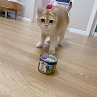 Ϊʲô�Ҽҵ�è���ְ����ǻ����������