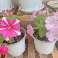 ���������ҵİ�ǣţ��ĺ���������Ƥʵ�����ֱ���