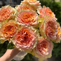 ���������õ�壬�������ȫ�ǳ������������