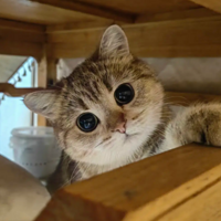 ��Ȼû���˷��𻢰ߣ�ɹ���Ҽ�ë����Ѿͷ