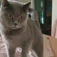 Ӣ����è�ܵ�����