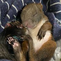 ¶���Ķ���԰