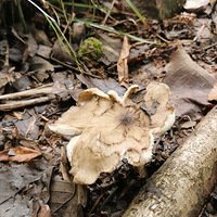 ڻʵ˼