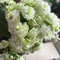 �����ᵽ���ٻ���Ư��