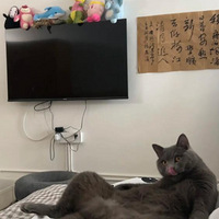 �����Ϳ�����èè