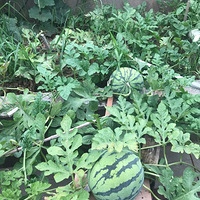 ��¼�ҵ�С��԰������