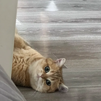 �����������䣬�����ſ�