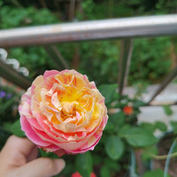 �����¼���Ī�γ�ɫ��ʯ���в�֪��