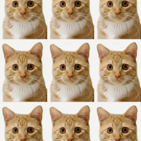 è����Ҳ�������Լ���֤������