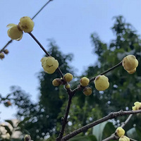 ԭ��������̺쿪�顪��2023����ֲ�ʼ�