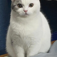 ���̣�����ɫ