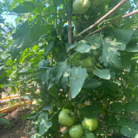 ����ķ��մ�������ʼ