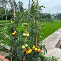 ��������ֵĲ���������գ���