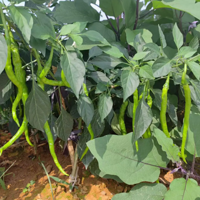 ¥���ֲ˼�¼�����ö��ܲ������ÿ��Ұ�����ô��������ȥ