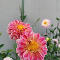 ��΢��¼һ�³��ĵĻ�԰�������ֻ�����Լ���š�