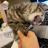 ѧϰ�꣬Сè����ѧϰ