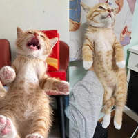 ����һ���ҷ���������ĺÿɰ�