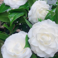 ������ϲ�ײ軨