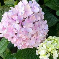 ɹɹ���ĵ�ɫ��~