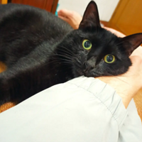 �Ҽ�èҲ��ú�򡣺������֣��ö��è����ú��