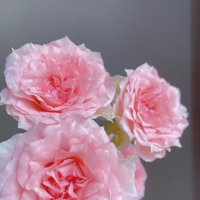 ������̫ˬ������ ���ú��ֱ���