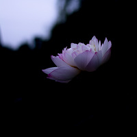 山
