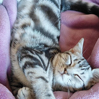 ��ֻè��������