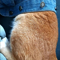 è��������ջ�