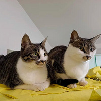 ˯���ġ�è���� ����������ɳ������̯è��